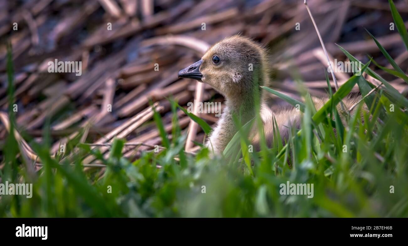 Canada gosling (Branta canadensis Stock Photo - Alamy