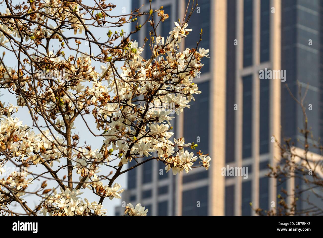 Magnolia (denudata) flowers, the official city flower of Shanghai