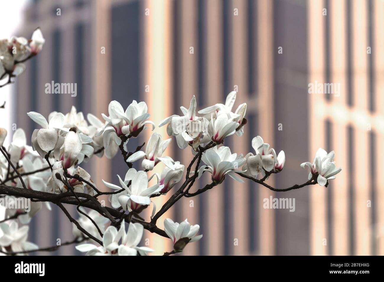 Magnolia Denudata Flowers The Official City Flower Of Shanghai Blooming In Early Spring Guangchang Park Downtown Shanghai Puxi China Near Hua Stock Photo Alamy