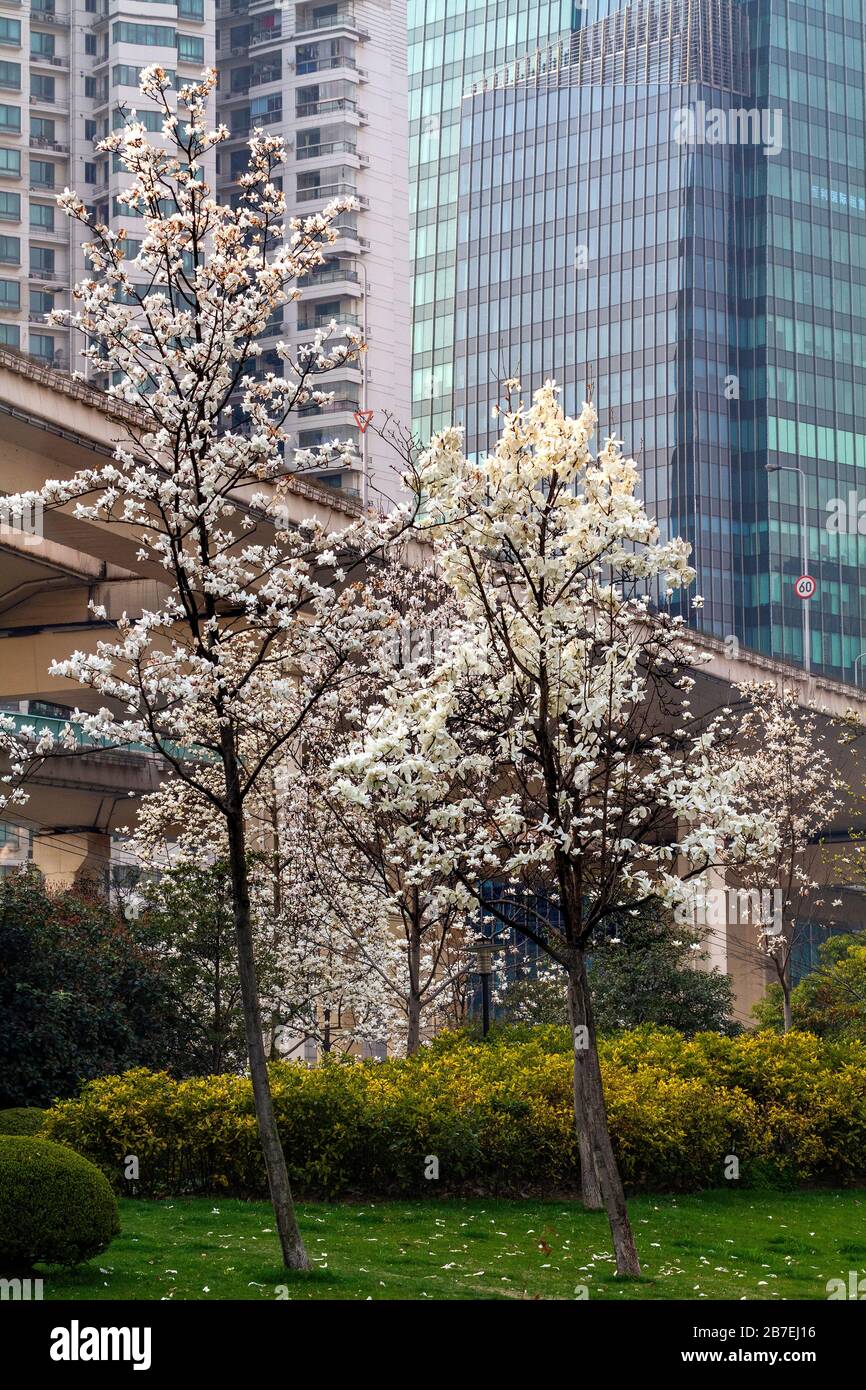 Deudata hires stock photography and images Alamy