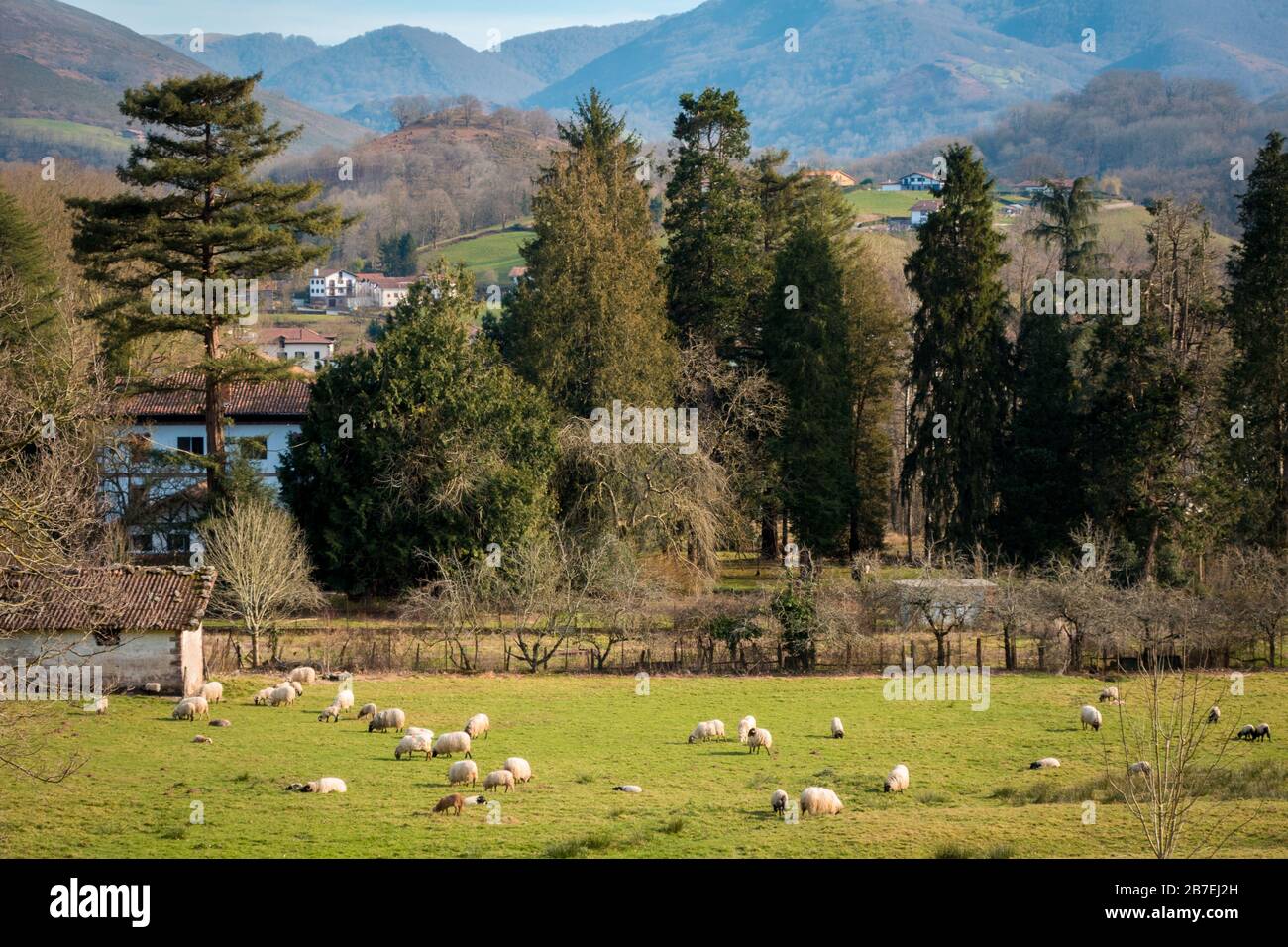 Sheeps grazing in a green field during daytime Stock Photo - Alamy