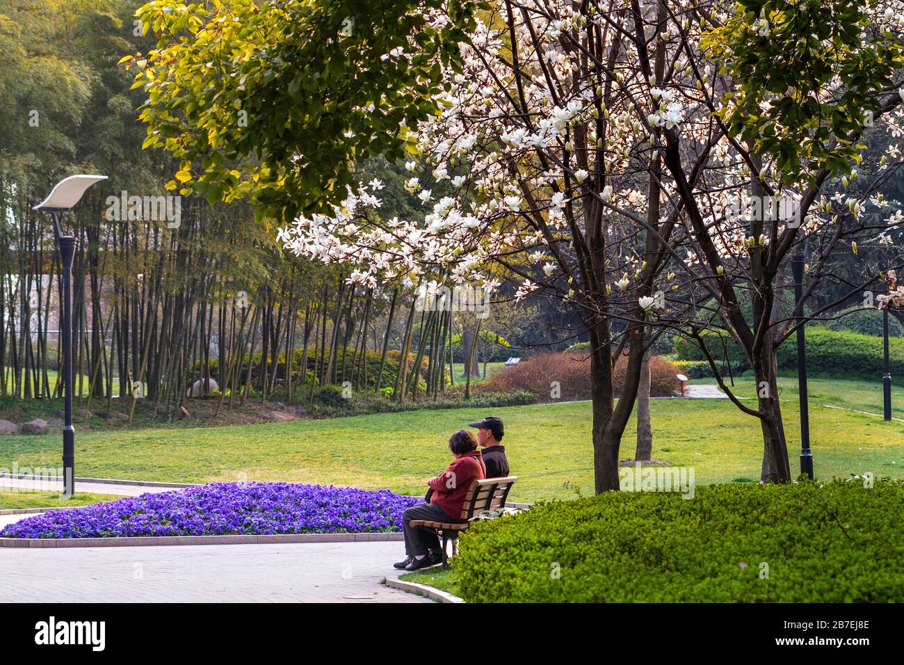 Magnolia (denudata) flowers, the official city flower of Shanghai