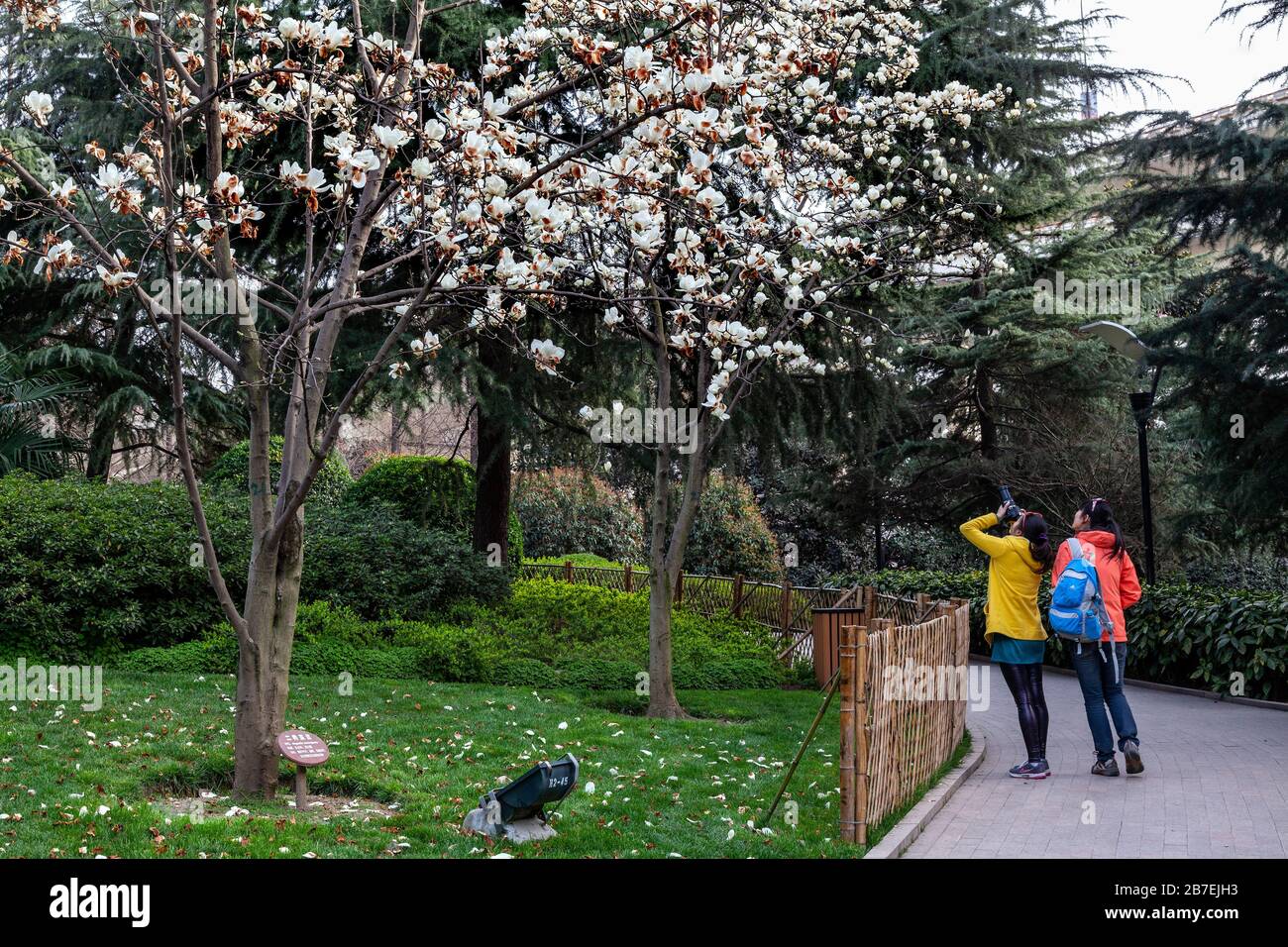 Magnolia Denudata Flowers The Official City Flower Of Shanghai Blooming In Early Spring Yanxhong Park Downtown Shanghai Puxi China Stock Photo Alamy