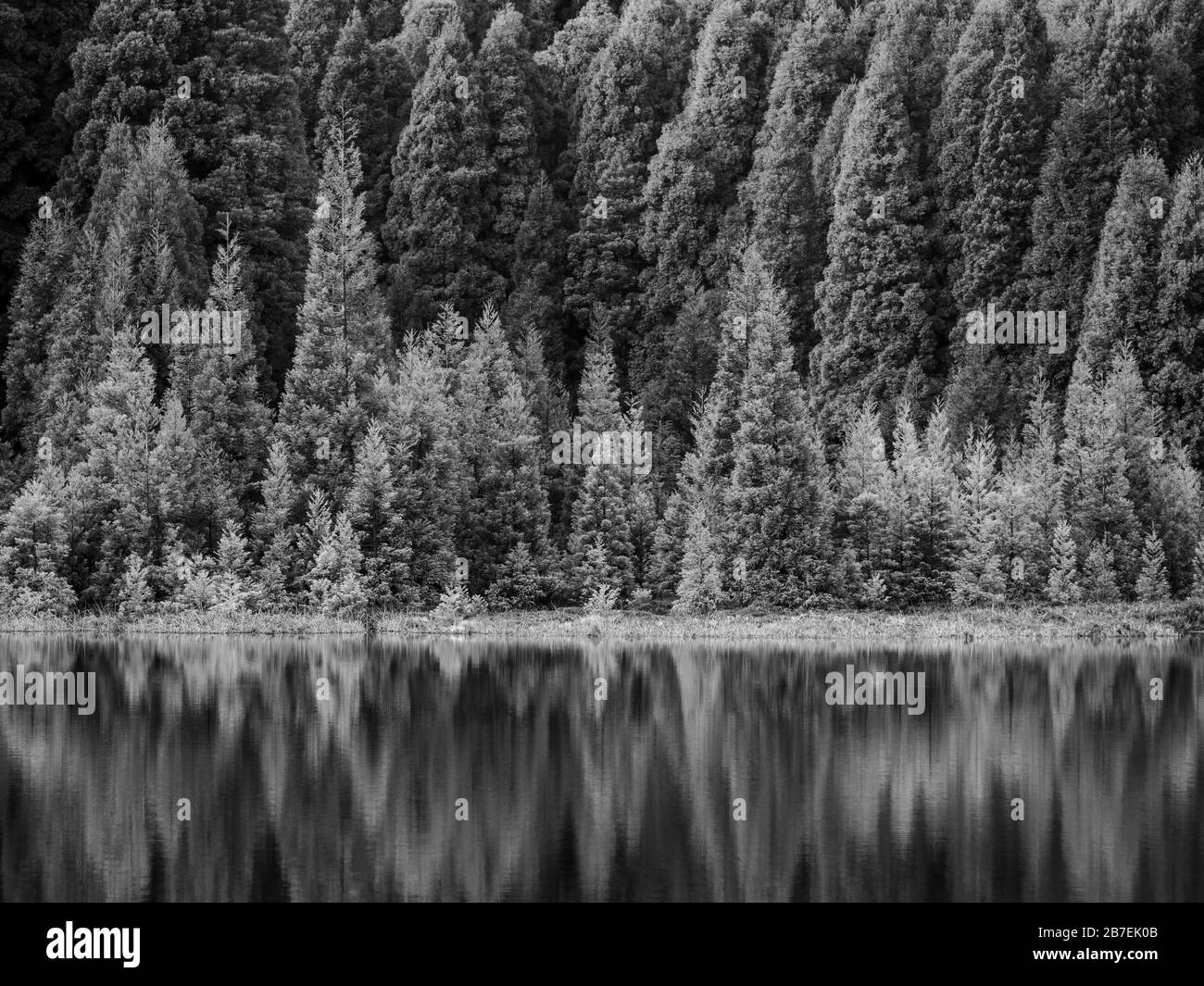 Beautiful reflection of alpine trees on a body of water in black and white Stock Photo