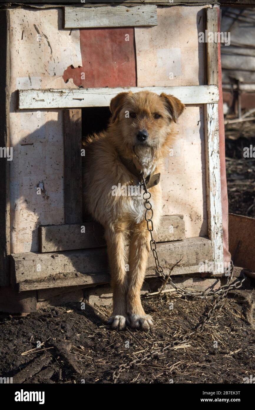 Chained up dog in wooden kennel with head out waiting to be released