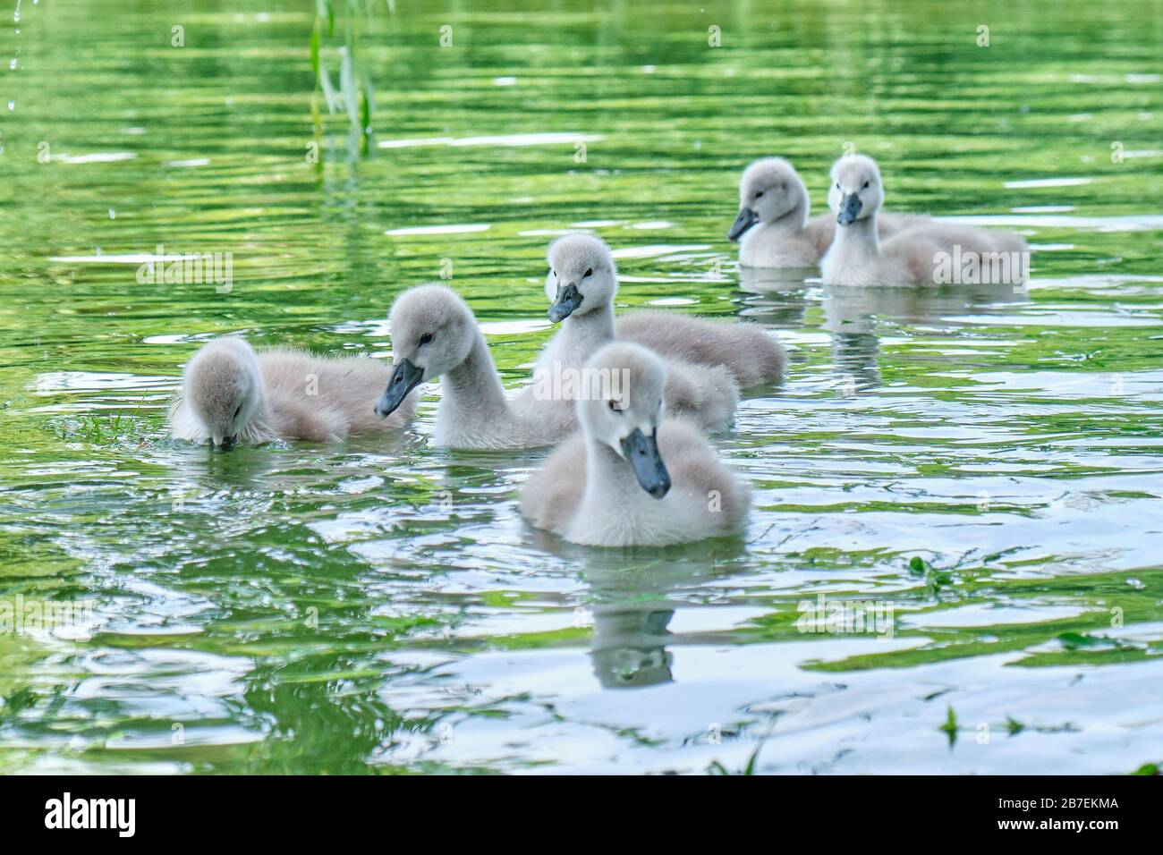 Baby swans swim close together on a pond - close up. Stock Photo