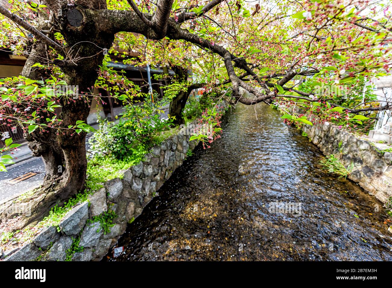 Kyoto Residential Neighborhood Area In Spring With Takase River Canal Water In Japan On Sunny Day With Sakura Cherry Blossom Petals Flowers On Tree Stock Photo Alamy Kyoto Residential Neighborhood Area In Spring With Takase River Canal Water In Japan On Sunny Day With Sakura Cherry Blossom Petals Flowers On Tree Stock Photo Alamy