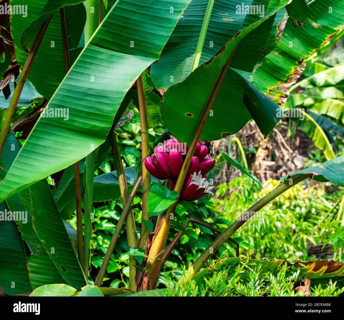 India, Karnataka, New Mangalore - December 30 2019 - A bunch of red bananas on an Indian farm Stock Photo