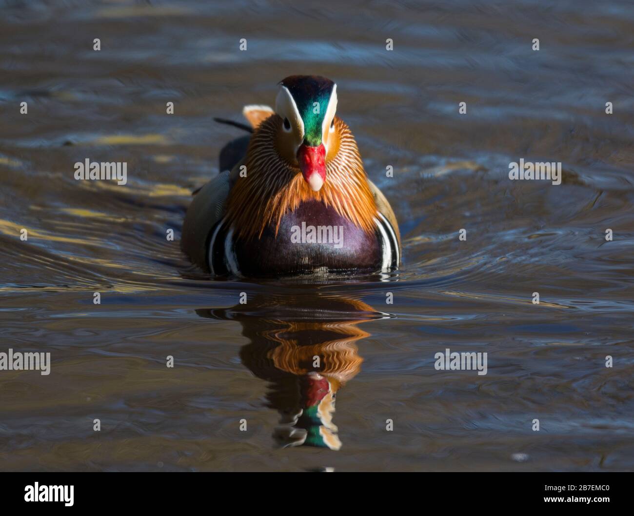Drake Mandarin Ducks (Aix galericulata) swimming on a lake in sunshine