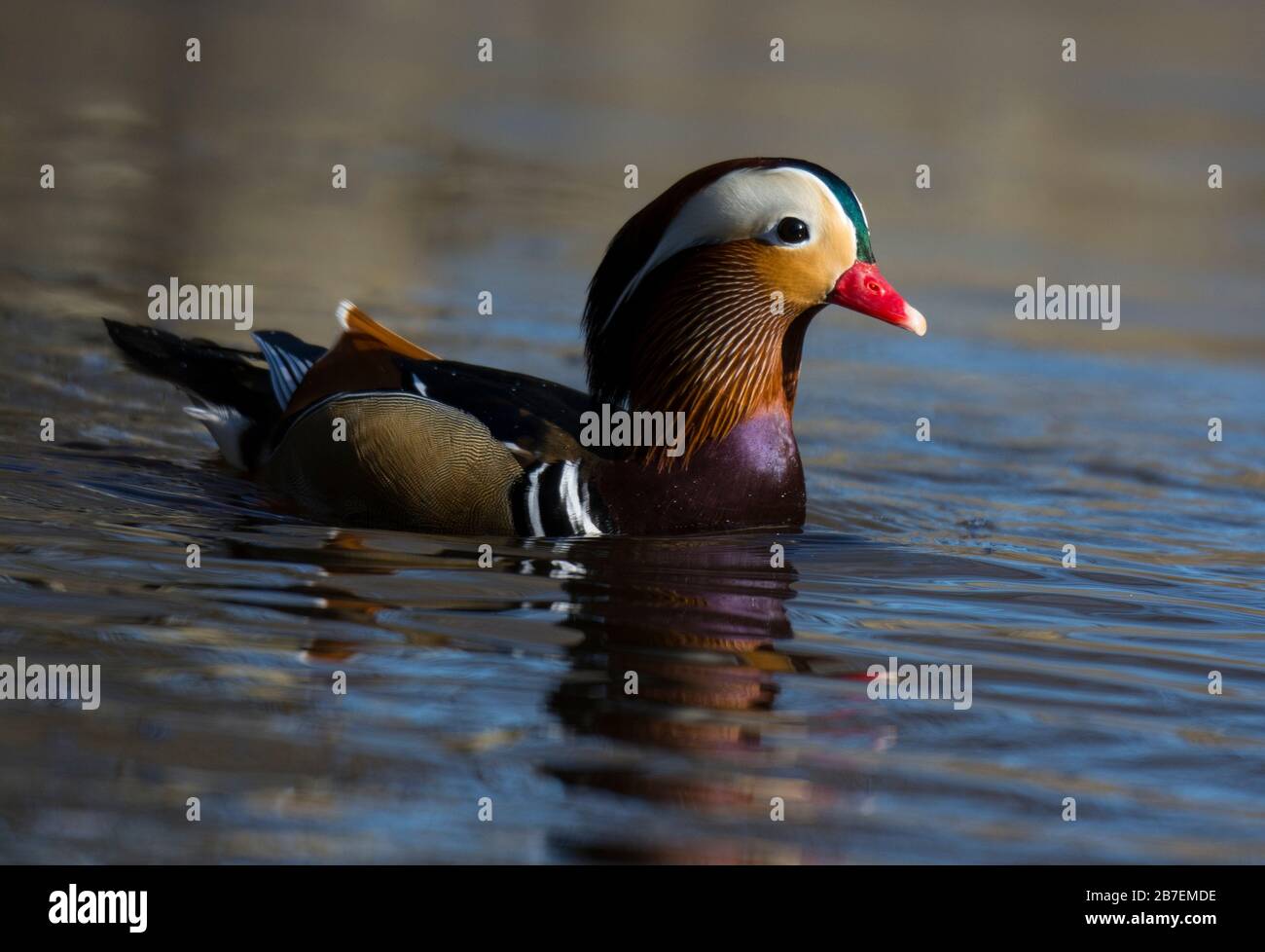 Drake Mandarin Ducks (Aix galericulata) swimming on a lake in sunshine