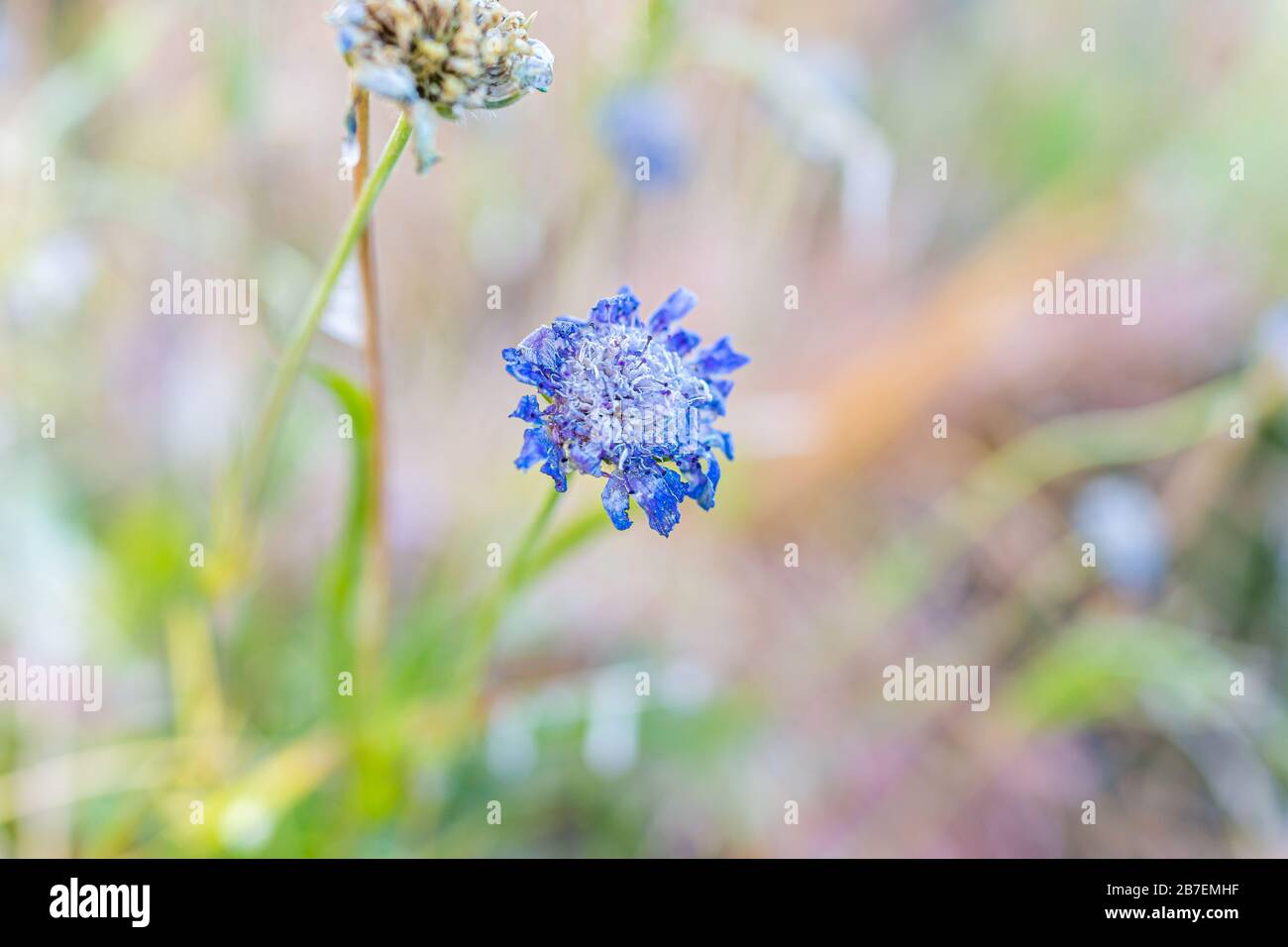 Macro closeup of frozen Scabiosa columbaria butterfly blue pincushion flower in Colorado garden with blurry background showing texture of petals Stock Photo