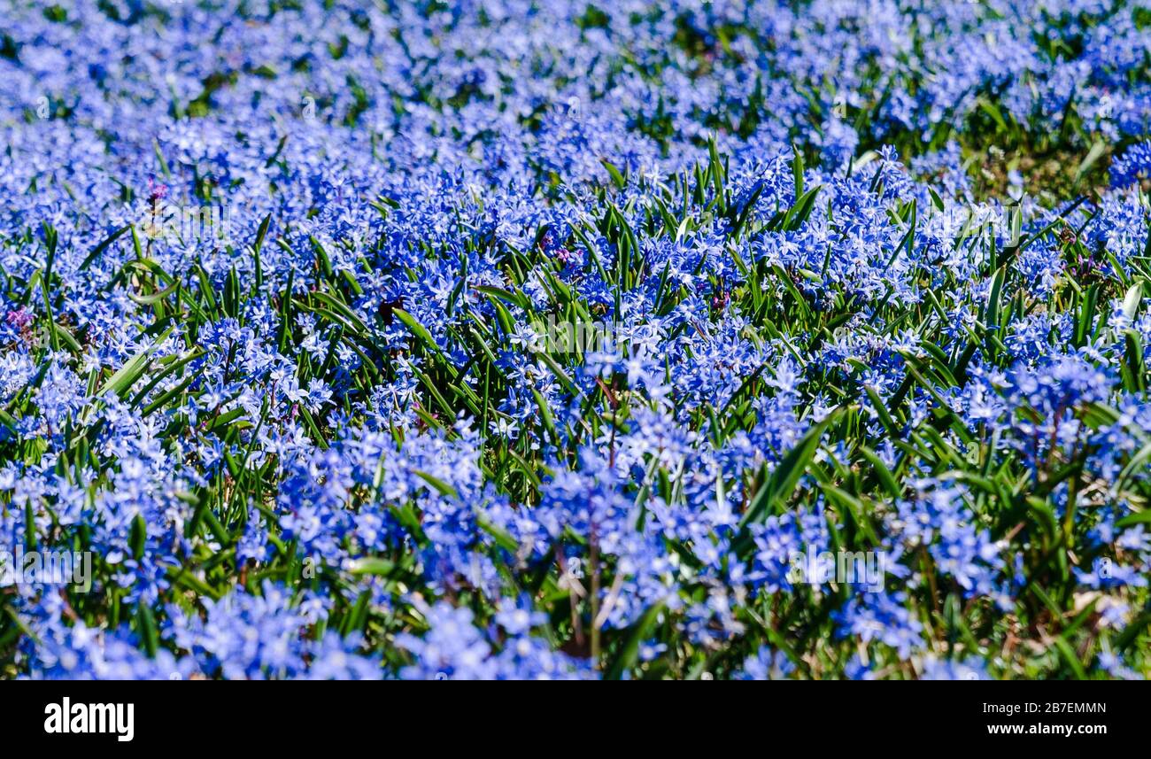 New York, United States. 15th Mar, 2020. Spring blooming Chionodoxa sardensis flowers highlight beautiful day in Wave Hill park in the Bronx (Photo by Lev Radin/Pacific Press) Credit: Pacific Press Agency/Alamy Live News Stock Photo