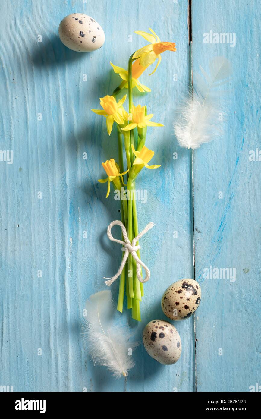 Daffodils with Easter eggs and feathers as background Stock Photo