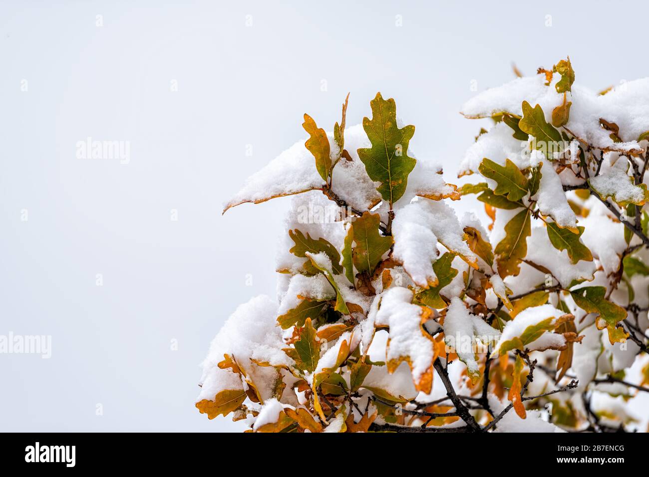 Aspen, Colorado rocky mountains and colorful of autumn foliage on oak tree leaves with snow covering closeup isolated against sky Stock Photo