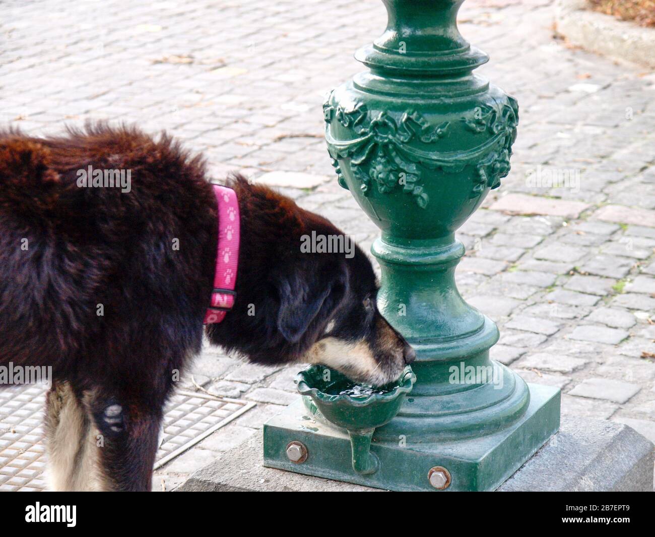 Dog drinking from water fountain hires stock photography and images