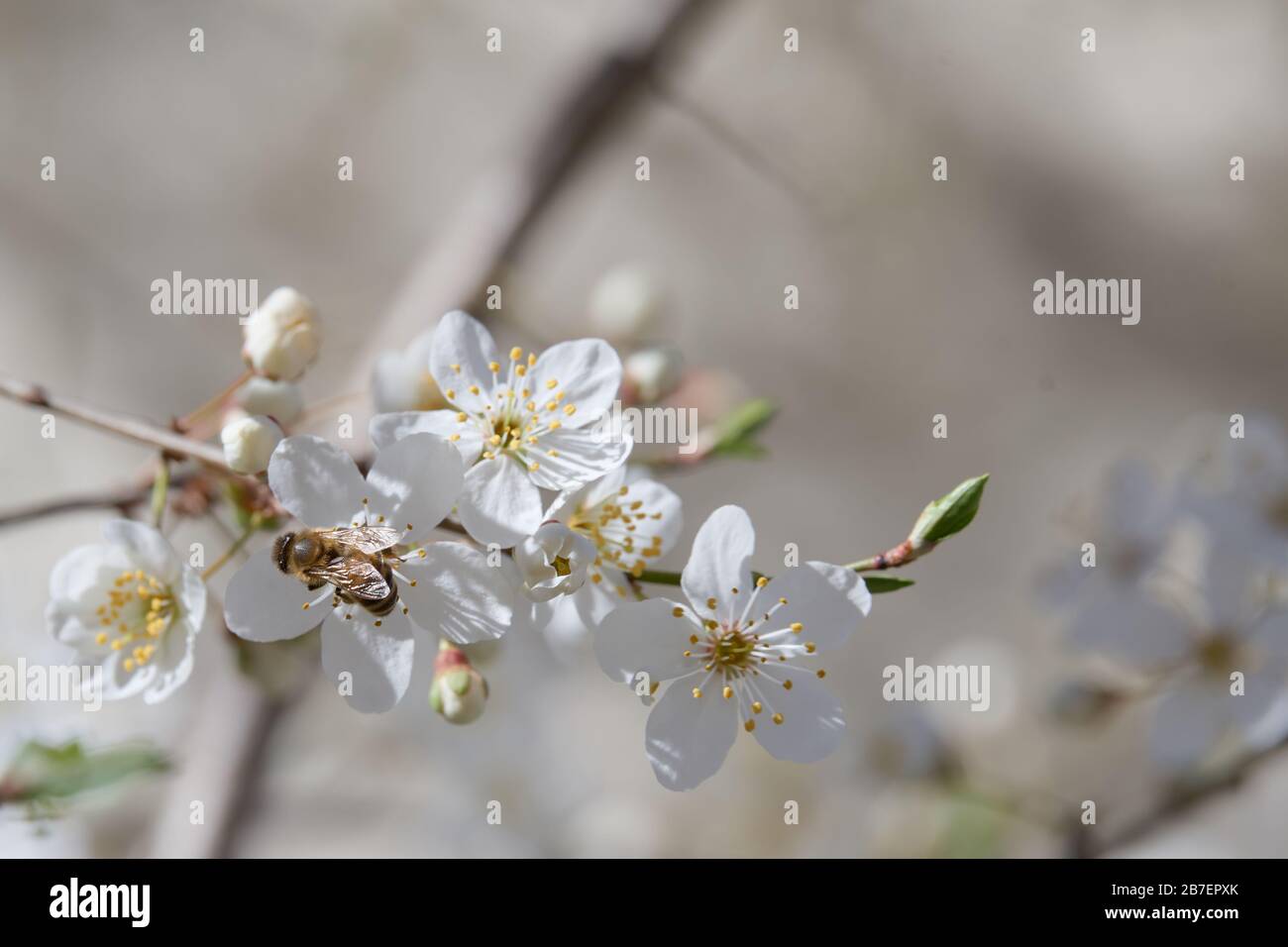 A European honey bee (Apis mellifera) harvesting pollen from a blossoming apricot tree (Prunus armeniaca) displaying its delicate white flowers, by a Stock Photo