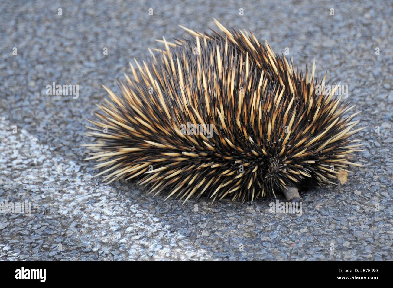 Close up of an Australian Echidna, or spiny anteater on a highway, escaping a forest fire. Tachyglossidae in the monotreme order of mammals. Stock Photo