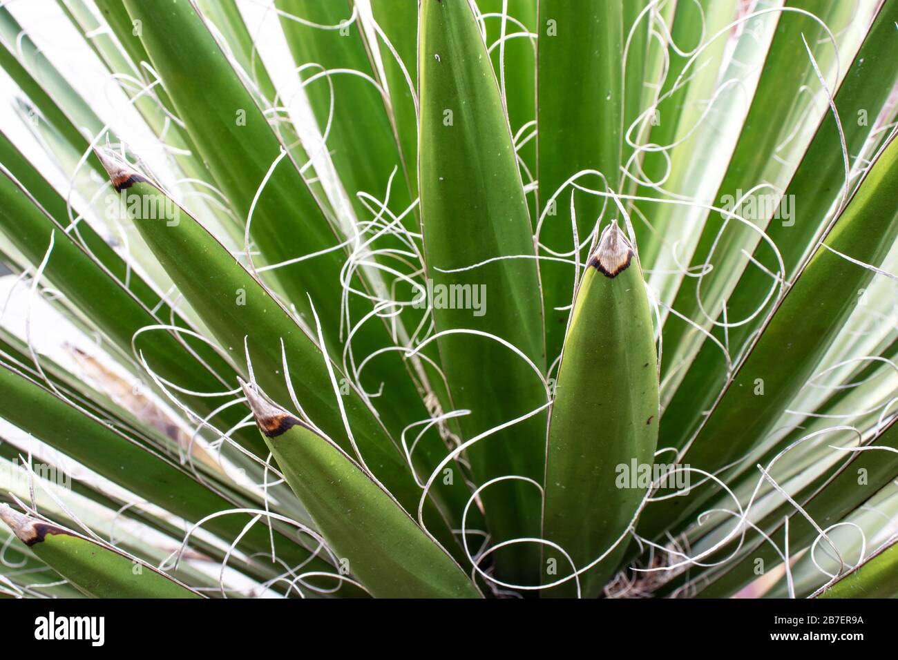 Datil Yucca Banana yucca datil yucca baccata hi-res stock photography and images ...