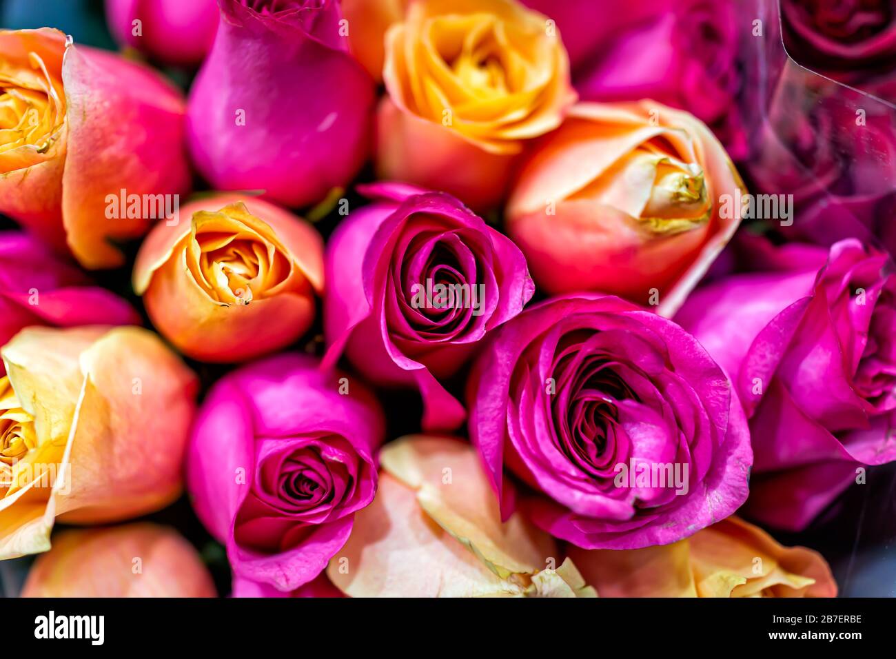 Different Color Roses High Resolution Stock Photography And Images Alamy