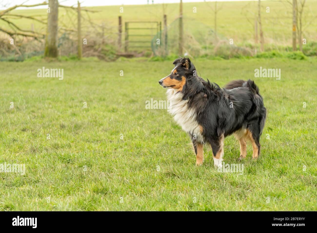 Shetland Sheepdog out for a walk Stock Photo