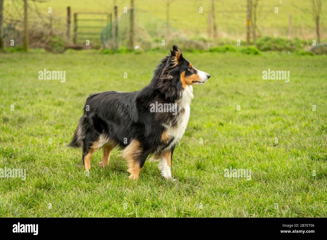 Shetland Sheepdog out for a walk Stock Photo