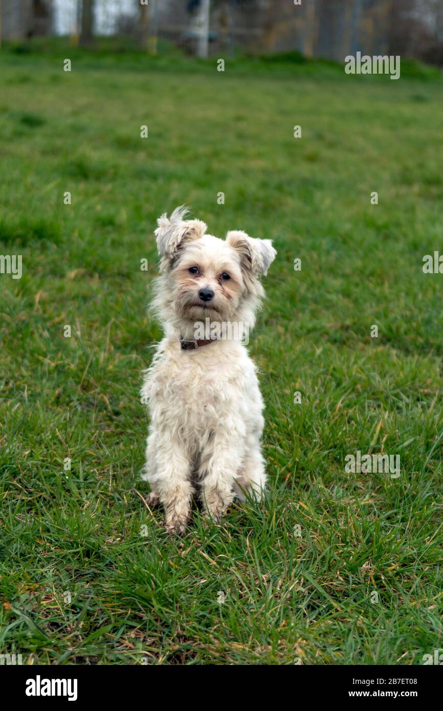 Chinese Crested sitting in the field Stock Photo
