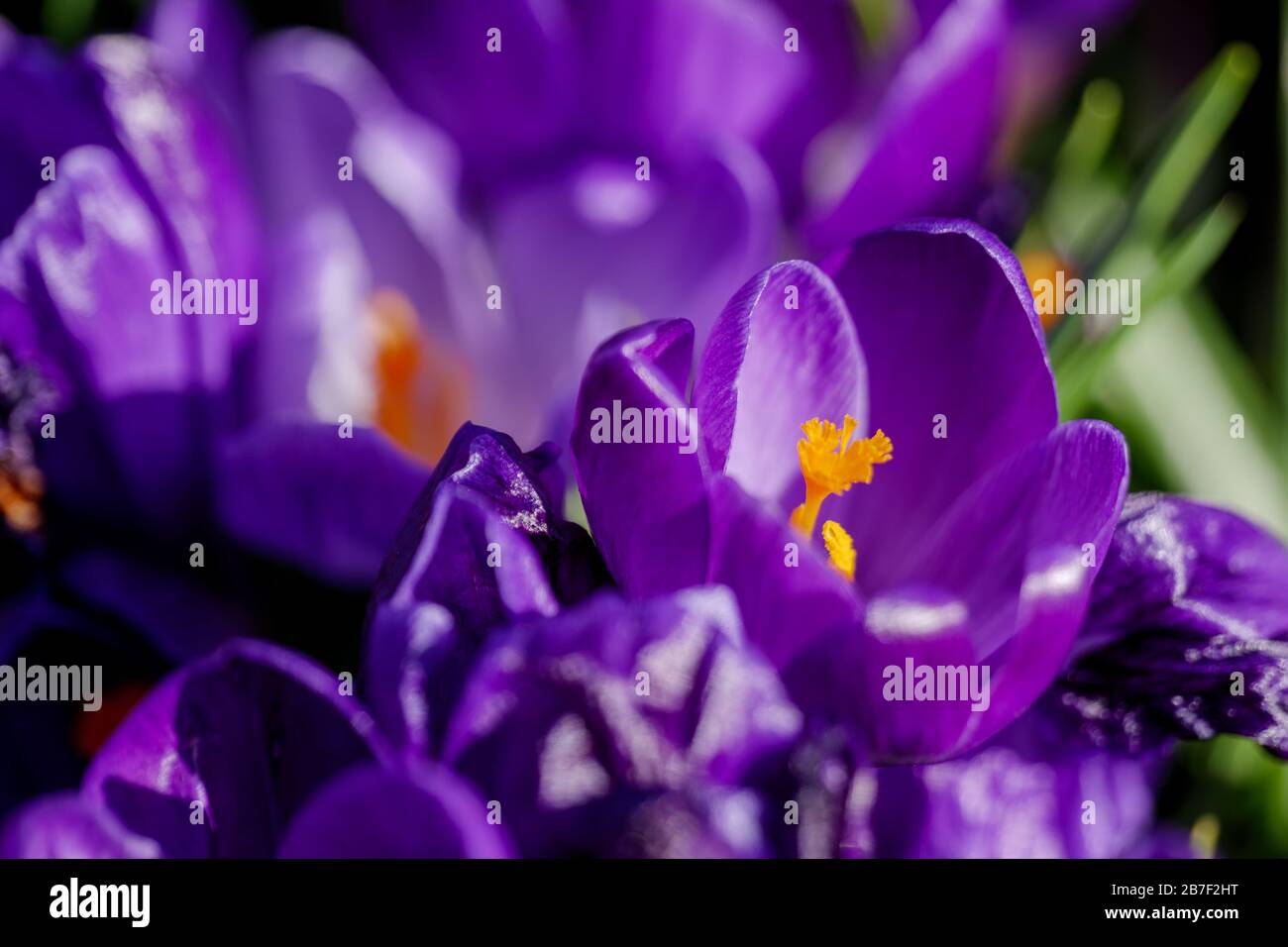 Moody dark tone, Close up and macro view at pollen and petals of blooming Blue Purple Crocus flowers. Stock Photo