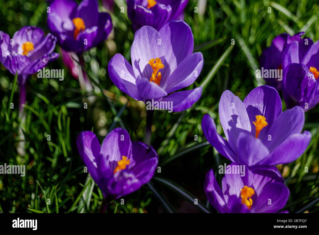 Moody dark tone, Close up and macro view at pollen and petals of blooming Blue Purple Crocus flowers. Stock Photo