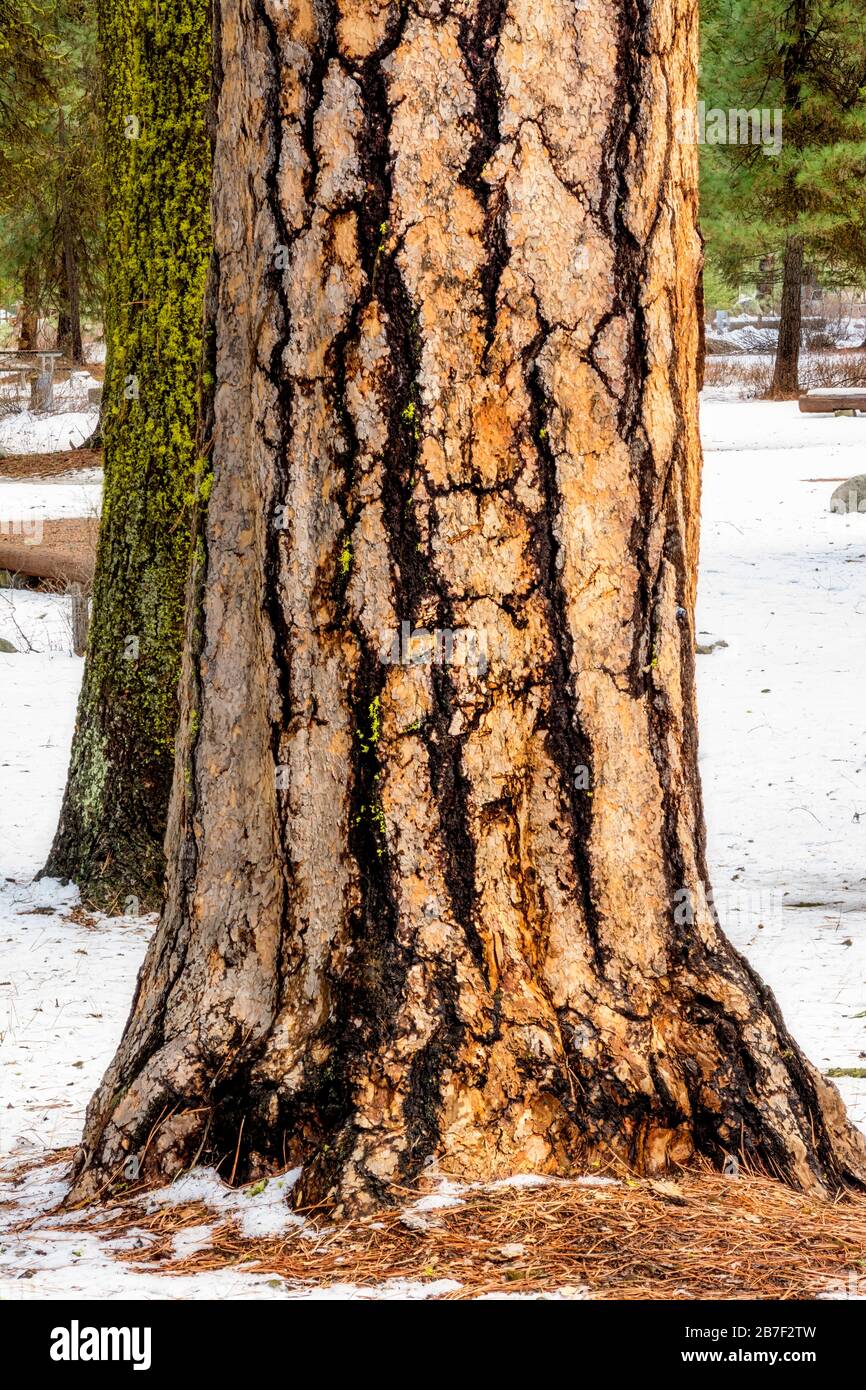 Snow surrounds a Ponderosa Pine Tree in an Idaho state park Stock Photo