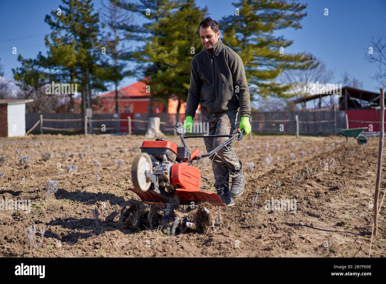 Farmer weeding with a motorized tiller on a lavender field Stock Photo Alamy