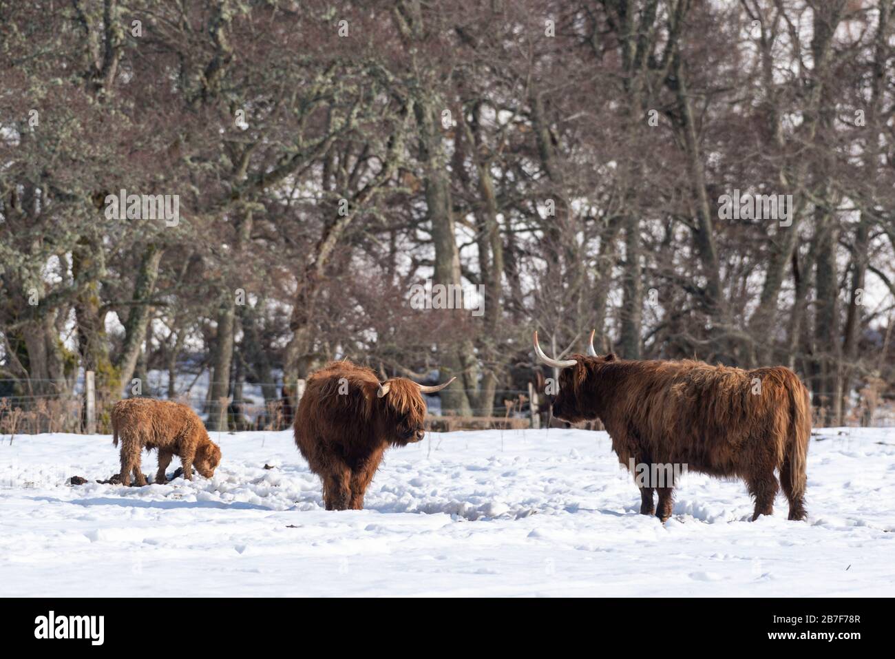 Two Highland Cows and A Calf in a Snowy Field in Glen Gairn in Aberdeenshire Stock Photo