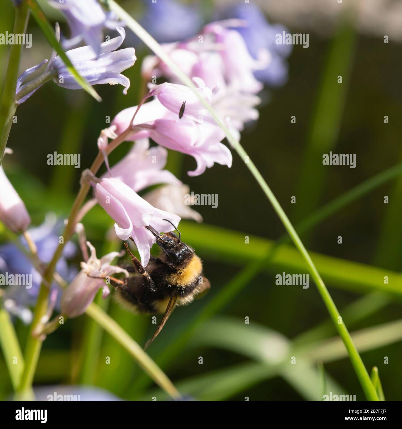 A Garden Bumblebee (Bombus Hortorum) Foraging on a Pink Native Bluebell (Hyacinthoides Non-Scripta) in Spring Stock Photo