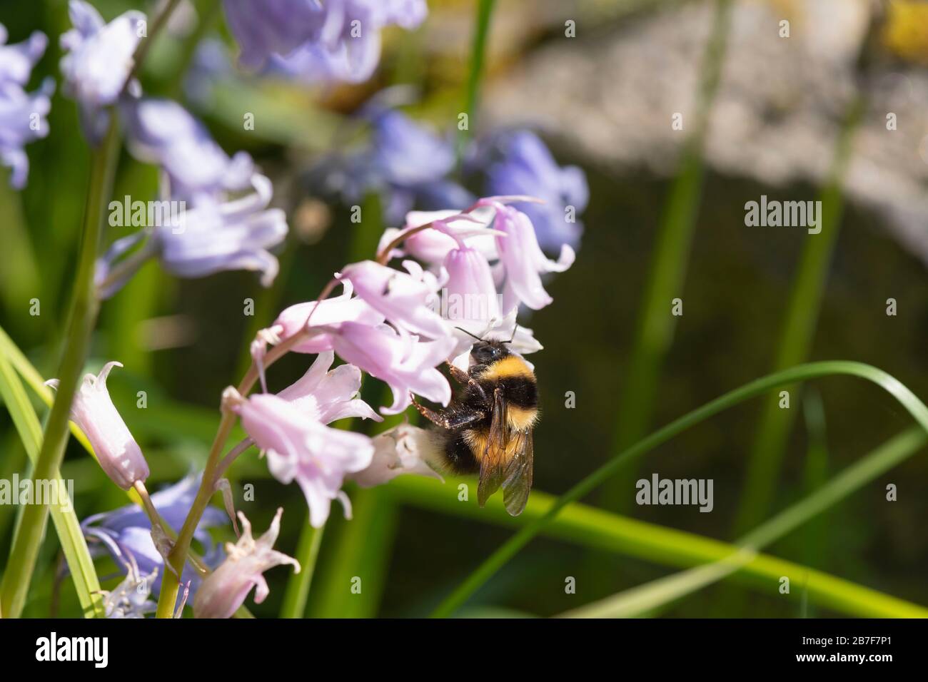 A Garden Bumblebee (Bombus Hortorum) Immersing Itself in the Flower of a Pink Native Bluebell (Hyacinthoides Non-Scripta) in Sunshine Stock Photo
