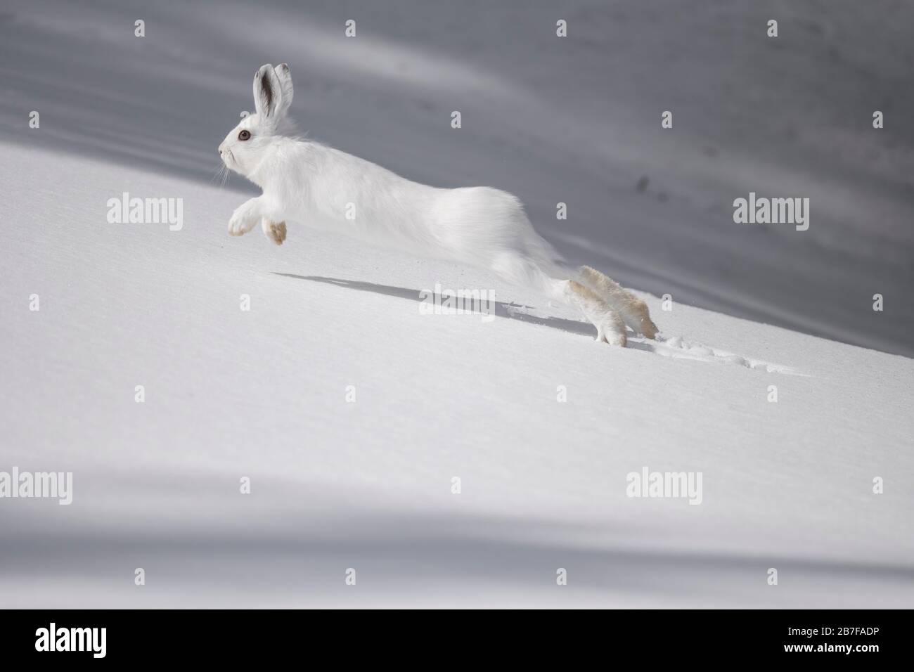 Snow rabbit running hires stock photography and images Alamy