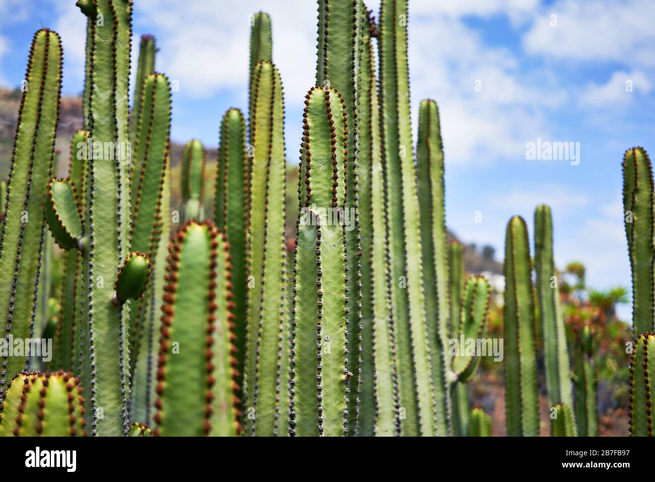 Close up of succulent green cactus at botanical garden Stock Photo