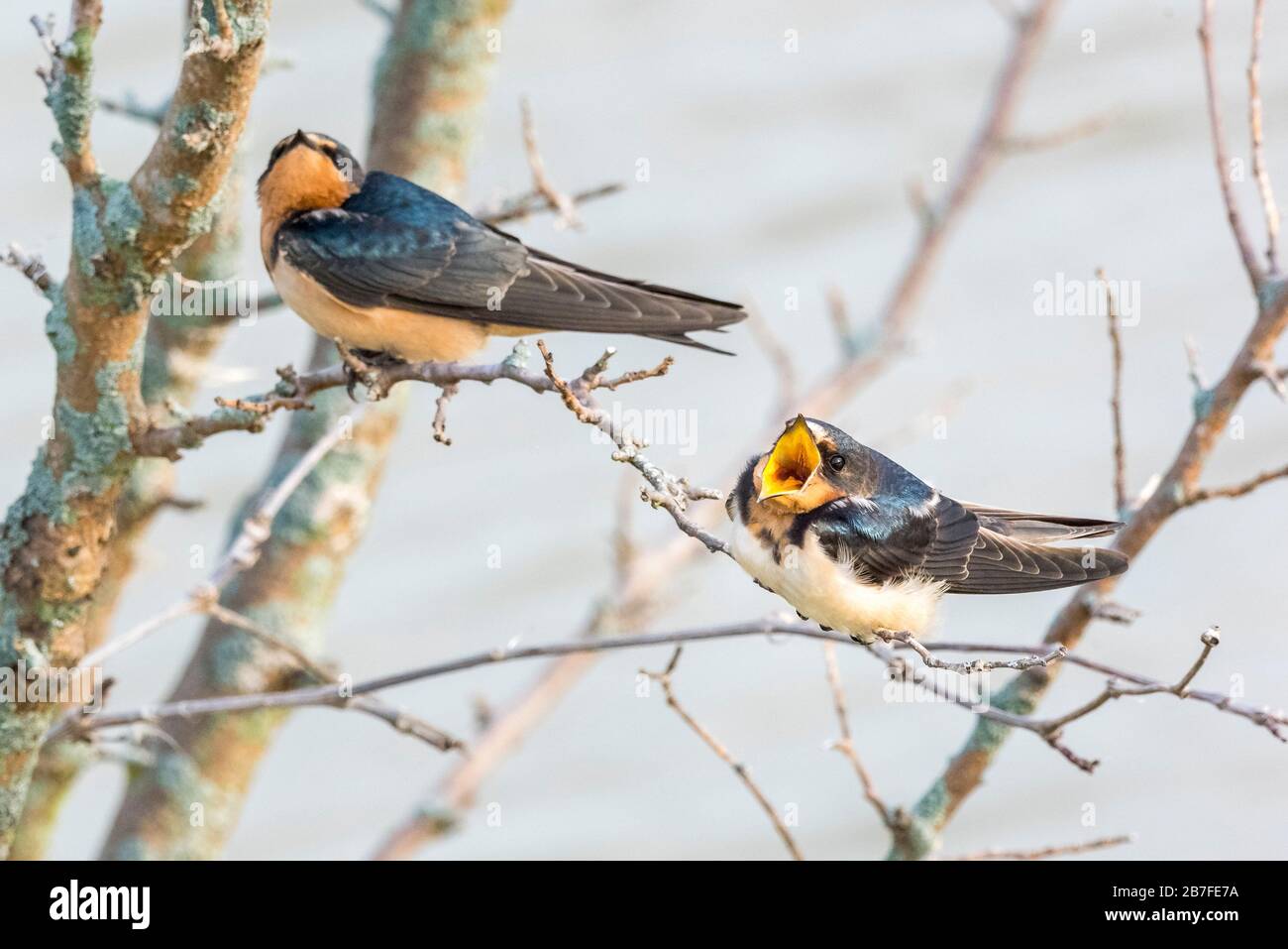 Two barn swallows on thin branches singing. Stock Photo