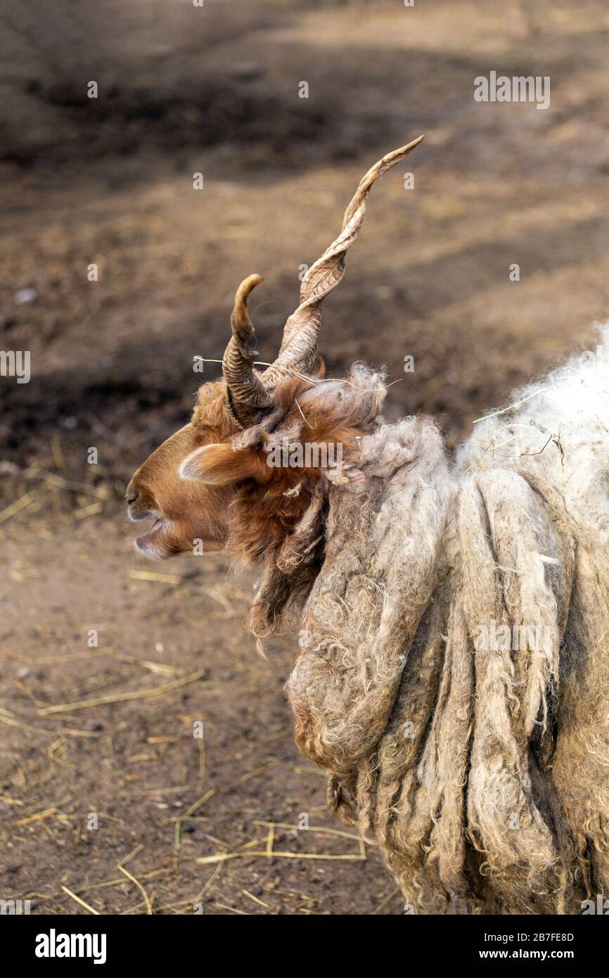 Hortobagy Racka Sheep (Ovis aries strepsiceros hungaricus) in Hungary. Stock Photo