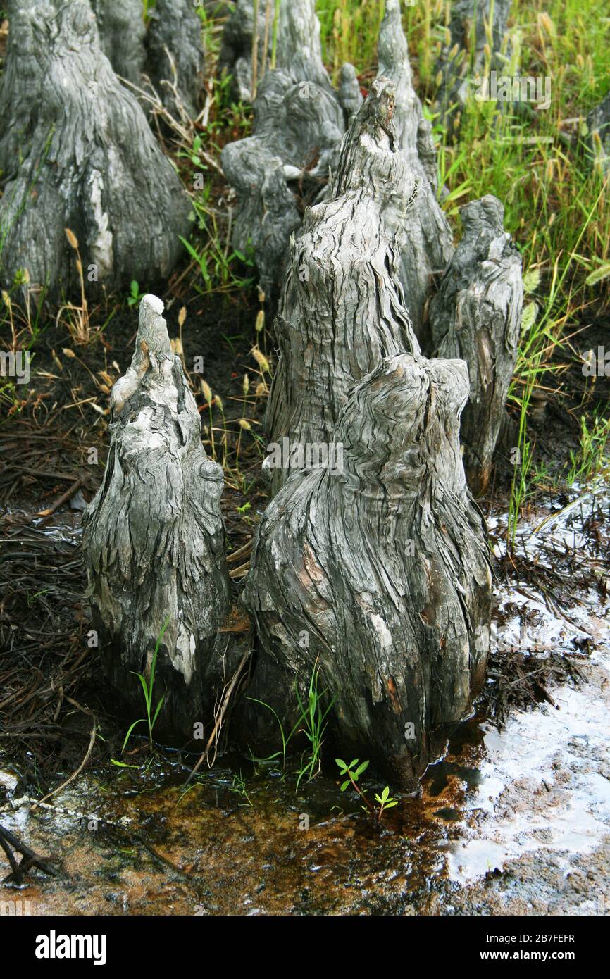 Cypress Knees, (Taxodium distichum) Southeastern USA, by Dembinsky Photo Associates Stock Photo