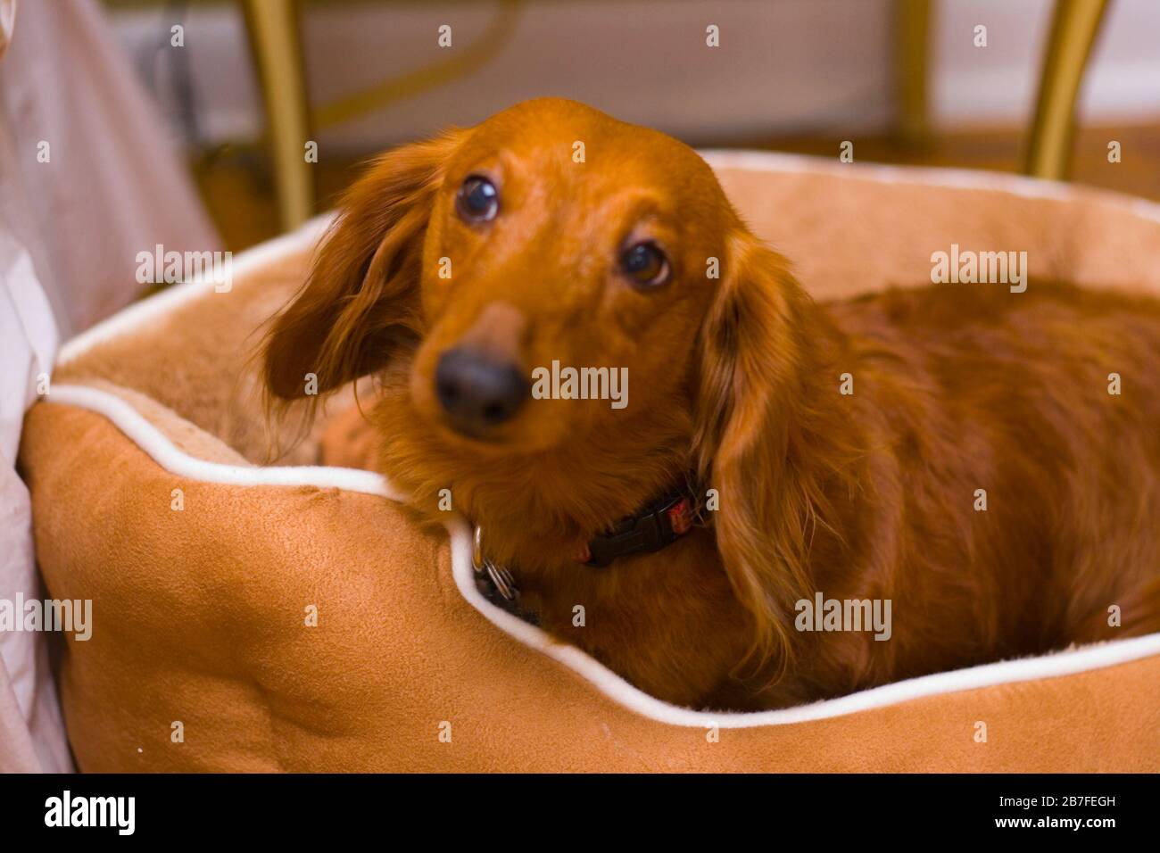 Medium Hair Dachshund Stock Photo Alamy