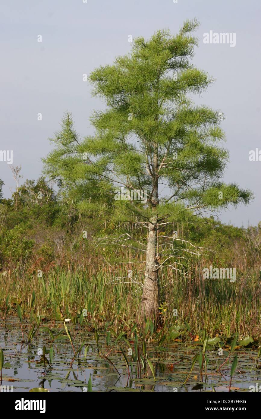 Bald Cypress Trees, (Taxodium distichum), Okefenokee Swamp, Georgia and Florida, USA, by Dembinsky Photo Associates Stock Photo