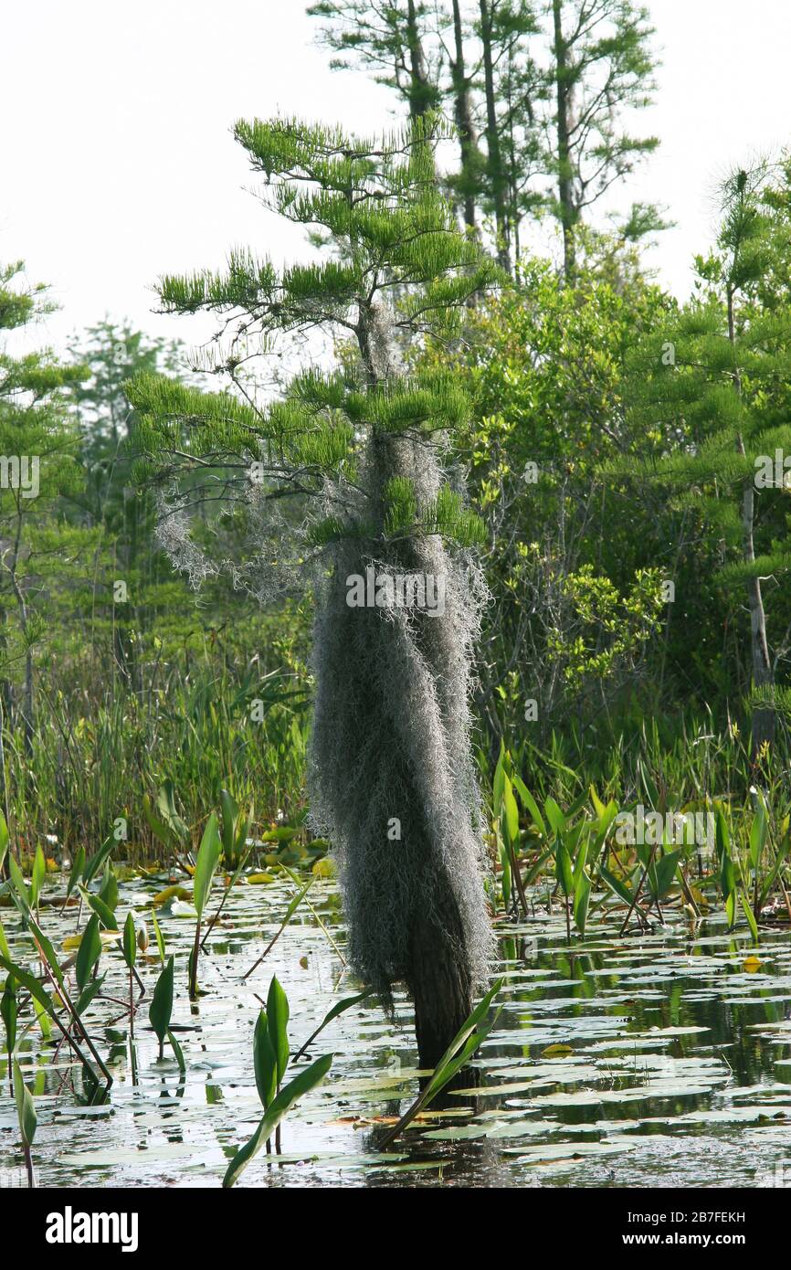 Bald Cypress Trees, (Taxodium distichum), Spanish moss, Okefenokee