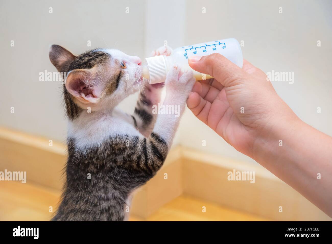 Nursing a Kitten with a Milk Bottle Hand Feeding Stock Photo Alamy