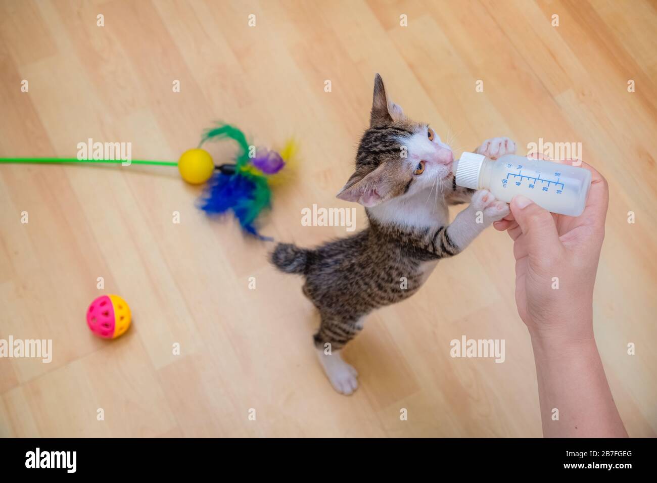 Nursing a Kitten with a Milk Bottle Hand Feeding Stock Photo Alamy