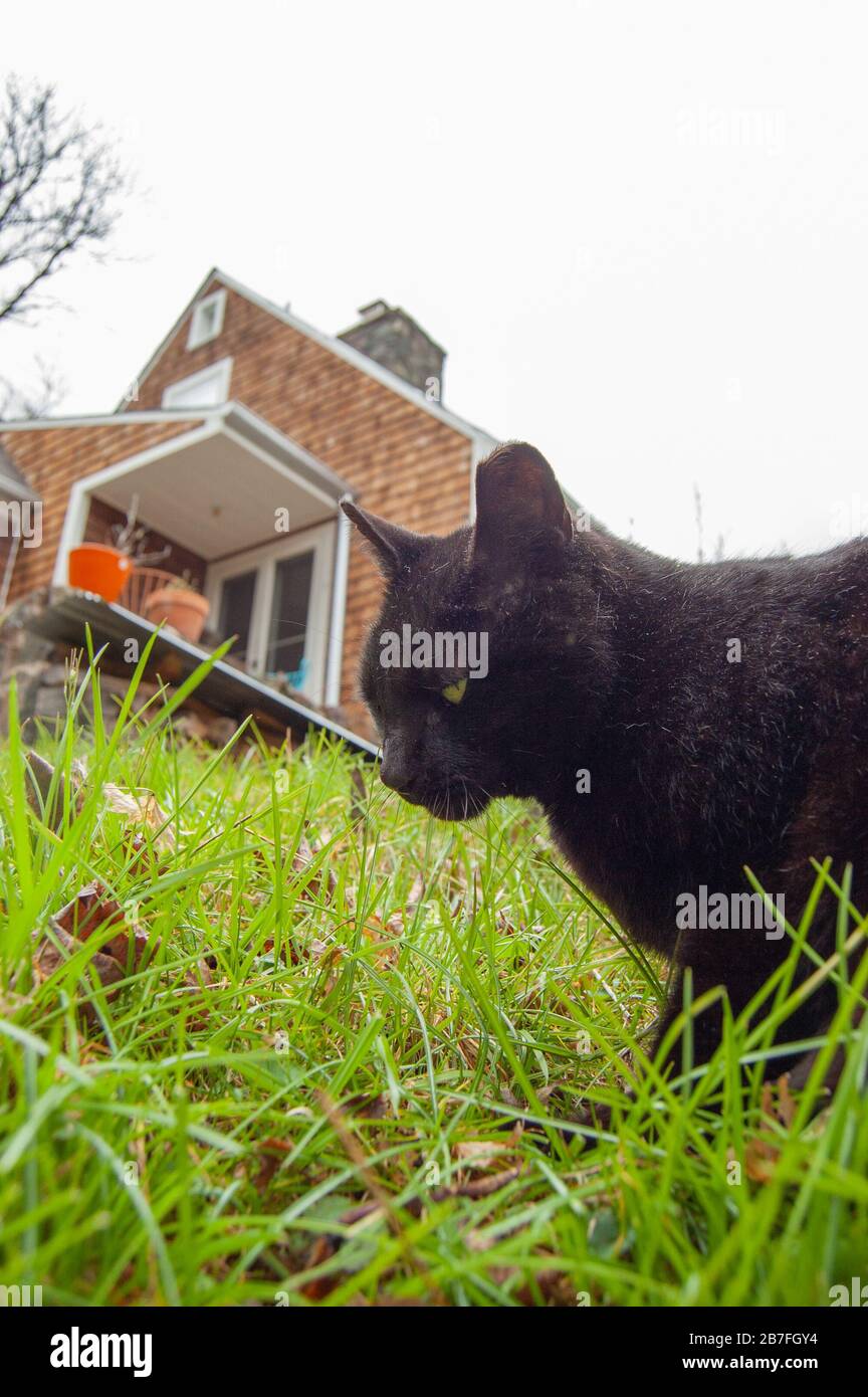 Picture of cat in backyard Stock Photo Alamy