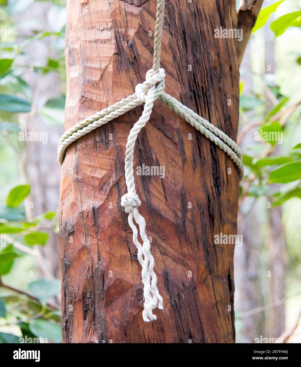 Knot on tree Stock Photo