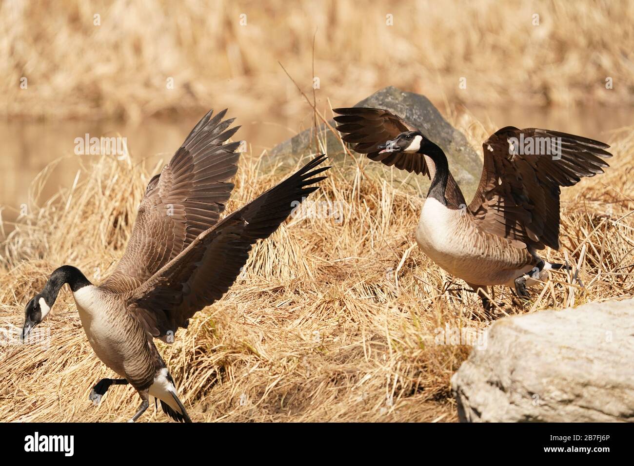Olive green head and wings hi res stock photography and images Page 2 Alamy