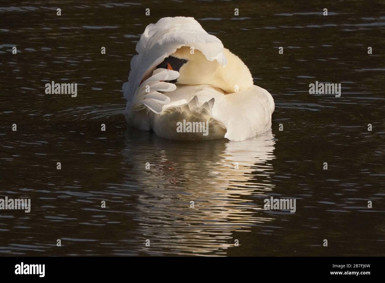 Mute swans mating Stock Photo Alamy