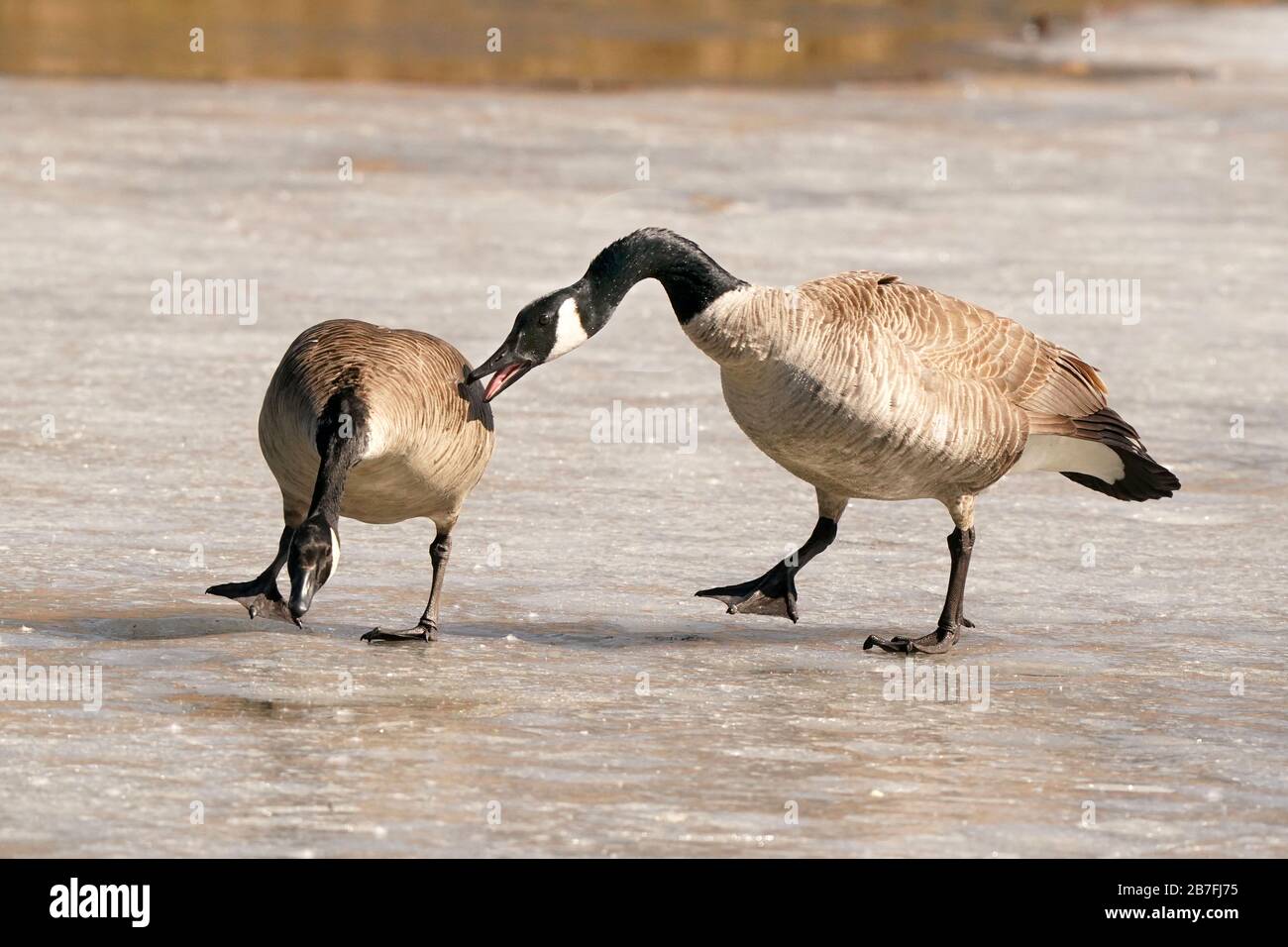 Canada goose chicago xalapa hotsell