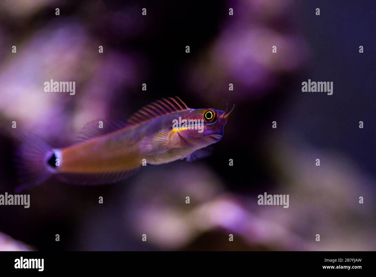 Tail Spot Blenny fish - (Ecsenius stigmatura Stock Photo - Alamy