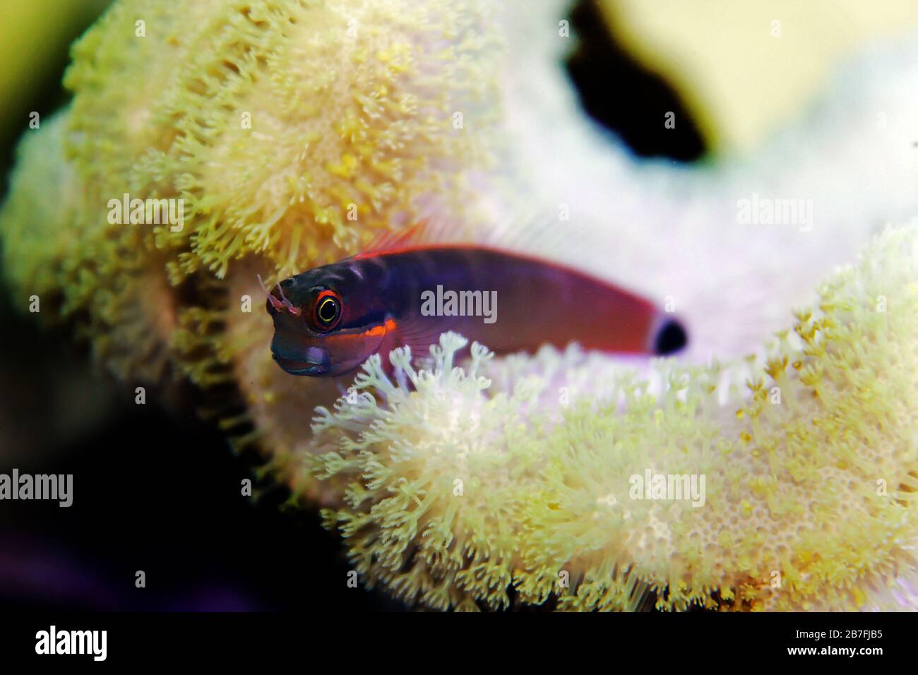 Tail Spot Blenny fish - (Ecsenius stigmatura Stock Photo - Alamy